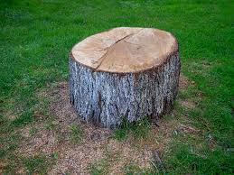 How Our Tree Care Process Works  in  Barton Creek, TX