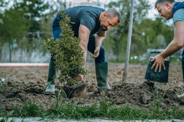 Best Root Management and Removal  in Barton Creek, TX