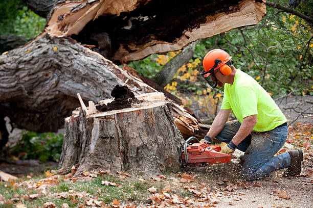 Best Tree Health Inspection  in Barton Creek, TX