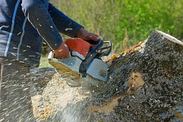 Reliable Barton Creek, TX Tree Services Solutions