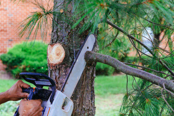 Best Lawn Watering Services  in Barton Creek, TX